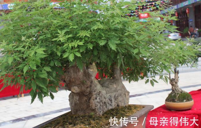 冬至后,盆栽养花有这3种症状该马上换土,一刻都甭多等