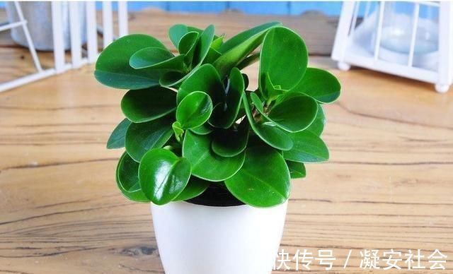 碧玉|它叫“小家碧玉”,懒人轻易“养不死”,客厅养一盆,净化空气