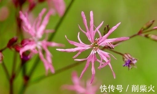 桃花朵朵|9天后，桃花朵朵，怦然心动，遇到真爱，不能自拔，从此伴你行