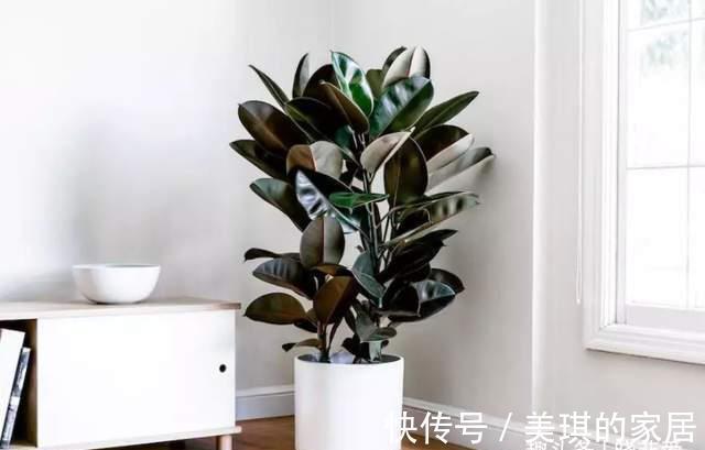 橡皮树|客厅适合养“3种树”，美观大气，越养越旺，运气越好