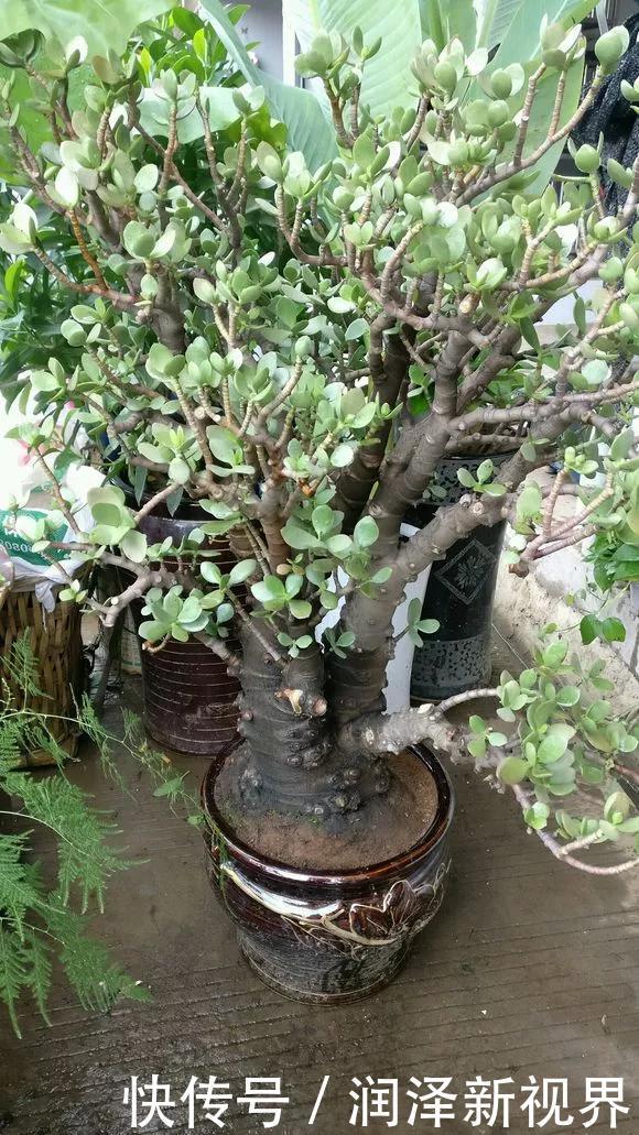 烂根|20年的玉树,10年的芦荟,枝干“胳膊粗”,是这样养成的