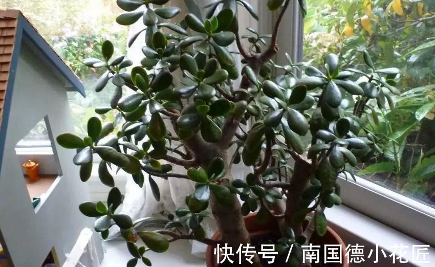 家庭养玉树:多注意4项事,长得枝叶繁茂,格外出彩