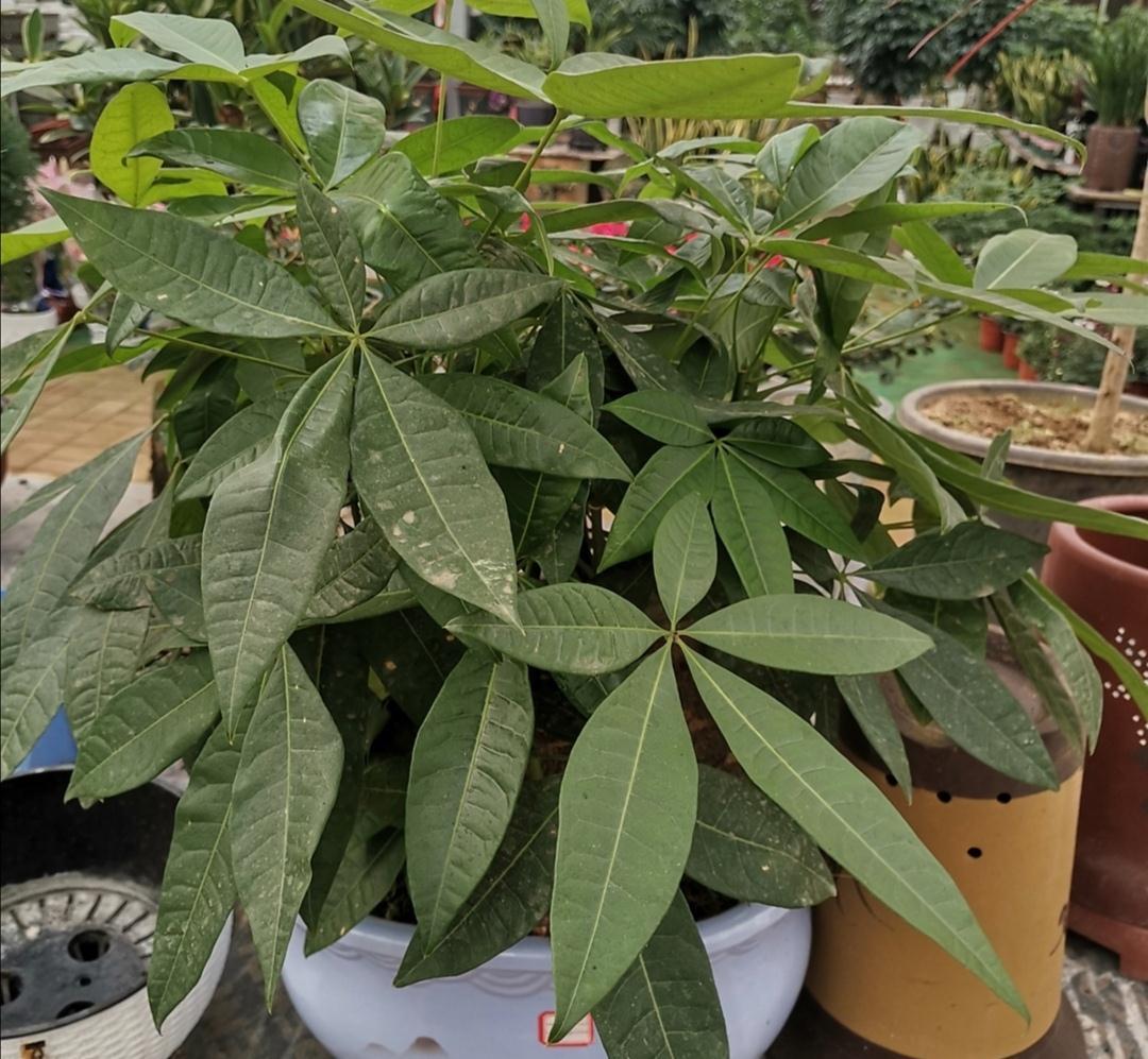 4种漂亮花,冬天不好养?只因没掌握好方法