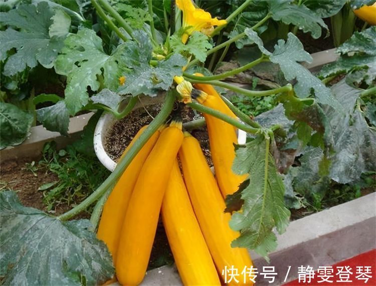 香蕉西葫芦|女性坚持吃3种食物,排毒养颜、延缓衰老,好吃又健康!