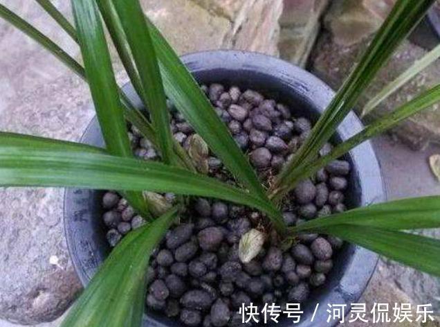 陶粒|这3种“黑石头”,往盆里丢一点,养啥花都旺