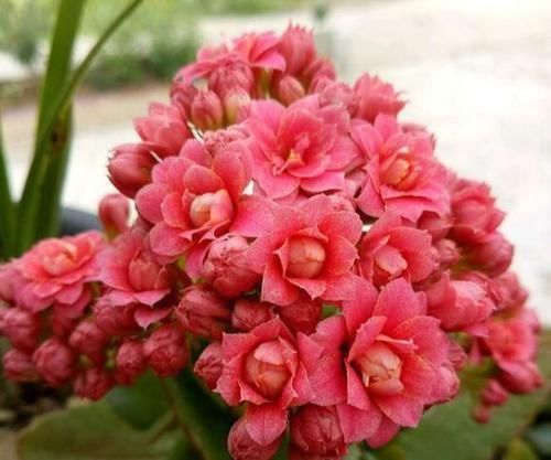 寿花叶|想让长寿花开花不断,教你三个小妙招,开成大花球,璀璨烂漫