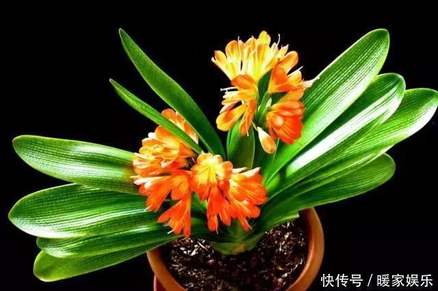 家家都养君子兰,都养得好吗最全的君子兰养护技巧分享给大家