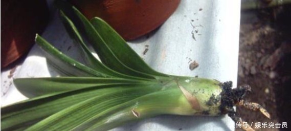 烂根|君子兰烂根后正确处理方法介绍