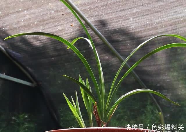老农|兰花到底是先生根?还是先发芽?看看老农怎么说