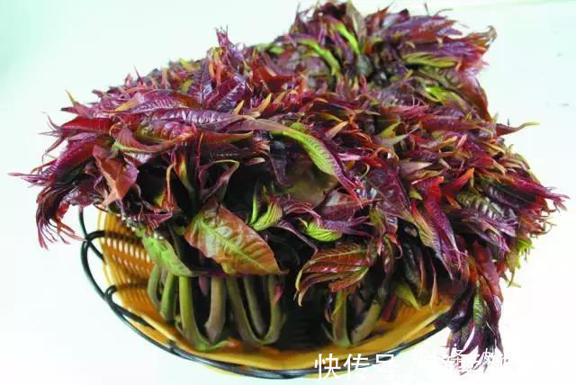 香椿|蒲公英、香椿、榆树钱、白蒿……一种野菜治一种病