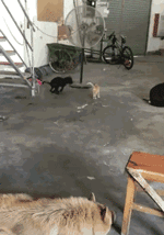 |搞笑GIF:功夫确实不错,只是裤子掉的有些尴尬