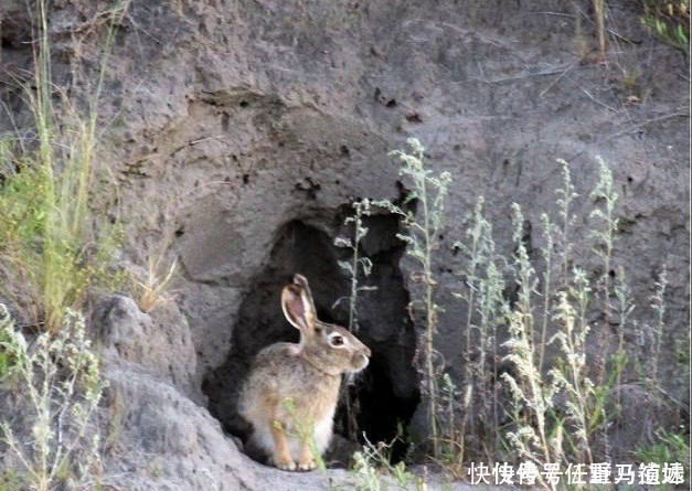 人性|俗语“兔子不吃窝边草”，下半句少为人知，揭露人性险恶一面！