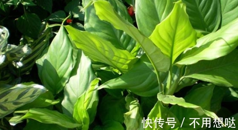 除了绿萝,还有这个植物好养,耐湿耐旱,盆栽皇帝名副其实