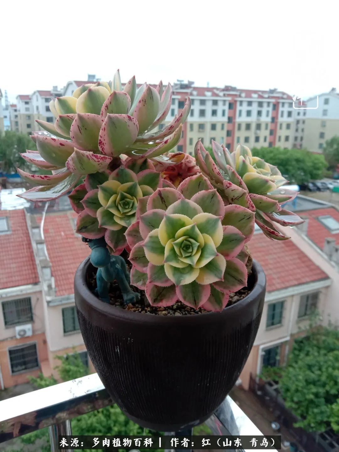 多肉度个夏，回到解放前！曾经有多美，现在就有多丑！