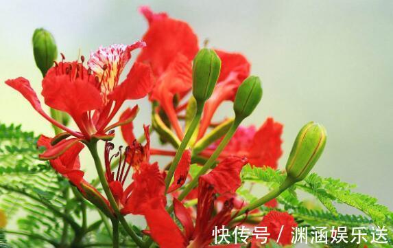 养花|喜欢养花选“它”花语火热青春，花美颜色艳，开花90天