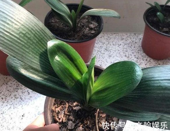 为什么盆栽君子兰长势不佳找准这3方面原因，叶片突突长不停