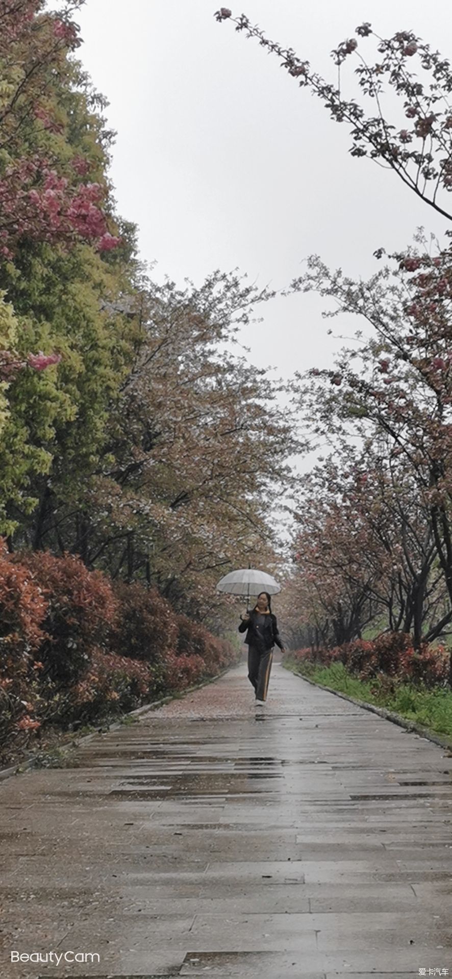 雨中盛开的樱花