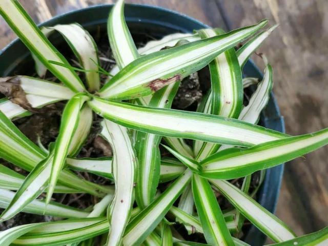 家里养盆虎皮兰，小花盆、挤着养，疯狂开花爆小崽！