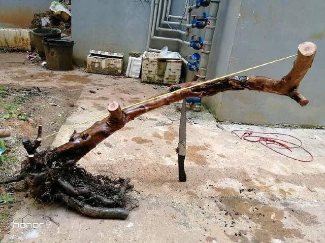 涂鸦效果图|雀梅盆景桩头的蜕变,真是越来越喜人,看盆景大师给出的涂鸦建议