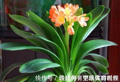 养兰2年的君子兰从未开花?学会浇水方法,长势旺开花美!