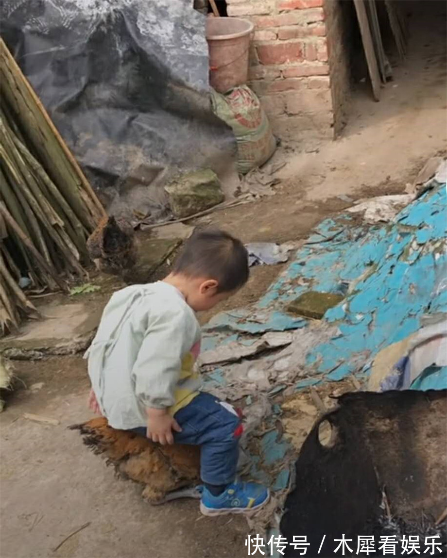 小男孩|家里的大公鸡刚喂胖,外孙来了,姥姥愁了,姥爷却笑喷