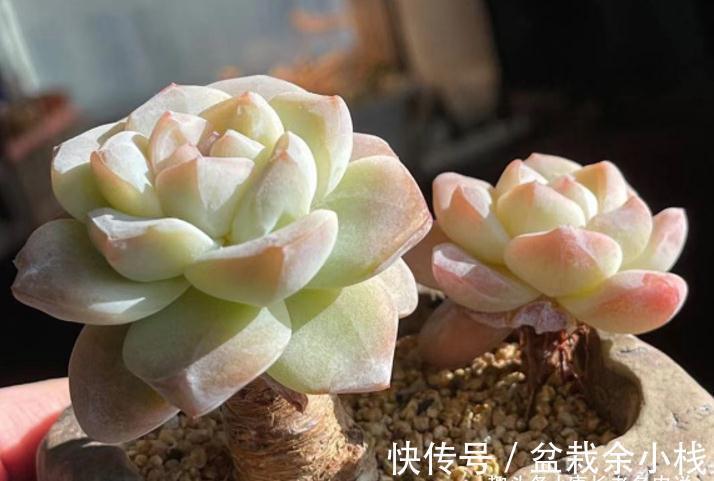 多肉冰玉见多了,但老桩不常见,用两种方法可养出粗腿的冰玉老桩