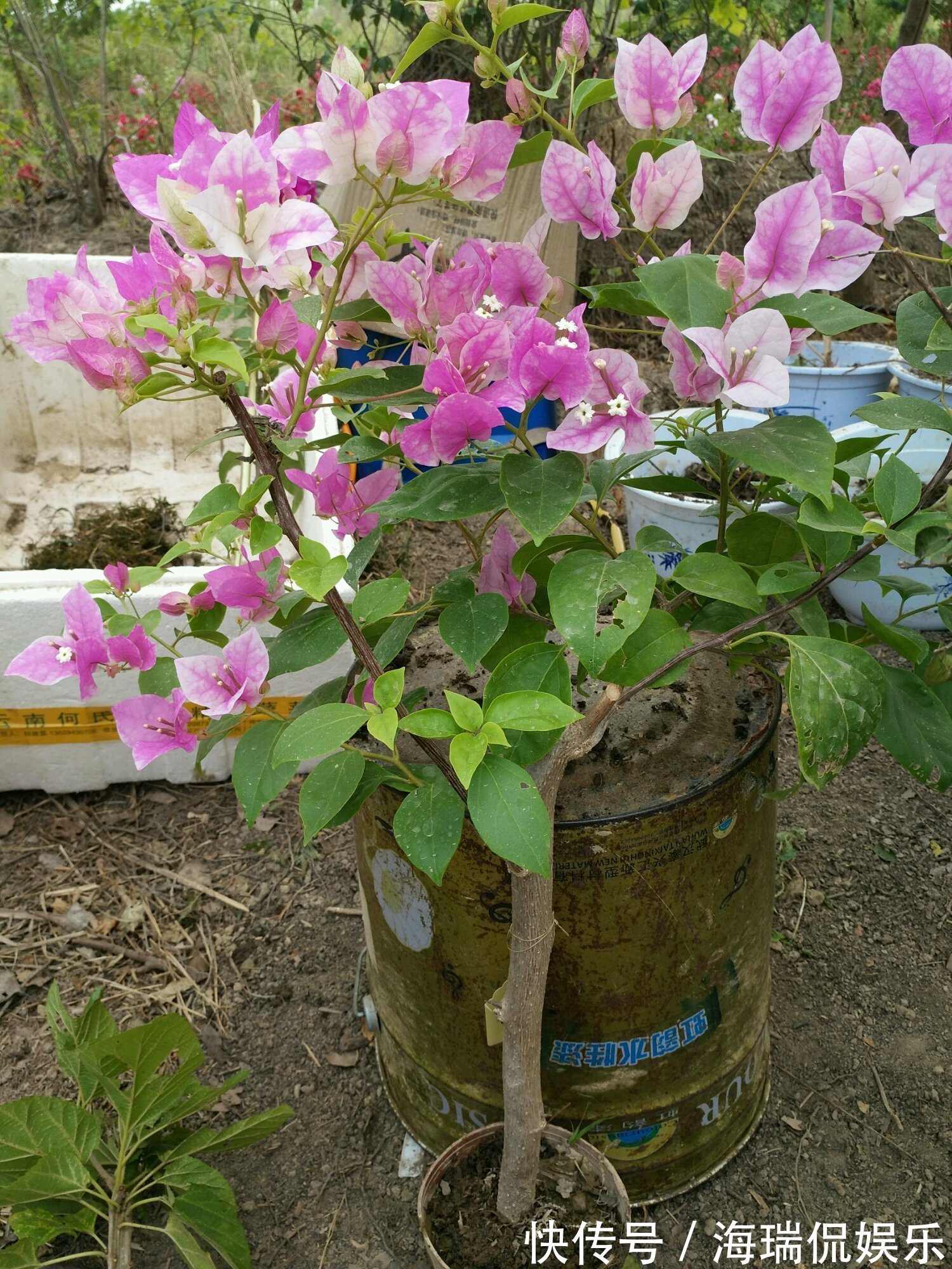 爆盆|三角梅控水后还是开花少又少只需一妙招,一个星期开花爆盆