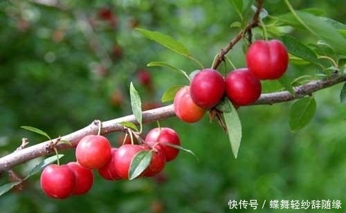 保健|农村这种野果,钙含量很高,被称为“补钙之星”,是高级保健水果
