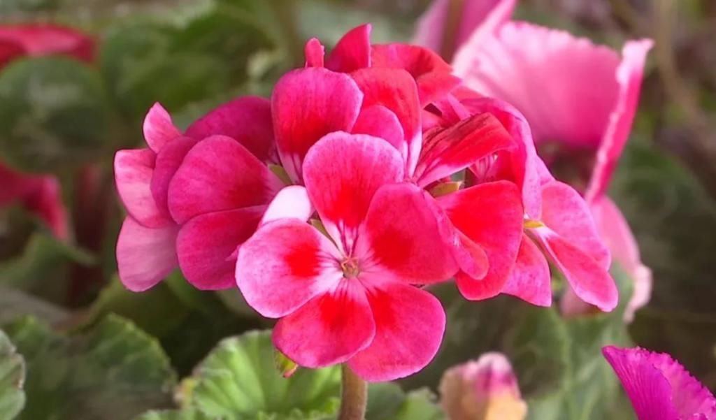 春天在传递幸福的花房里