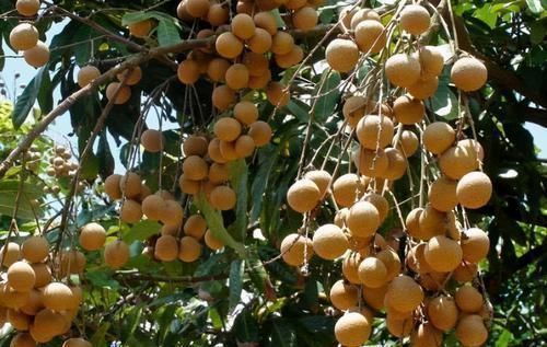 睡眠质量|人到中年要学会常吃3种食物,补血养气,提高睡眠质量,早吃早好