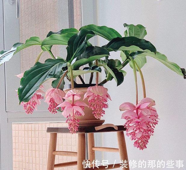 浇水|6种“泼辣花”，容易被浇死，越懒养越爆，勤快人养不好