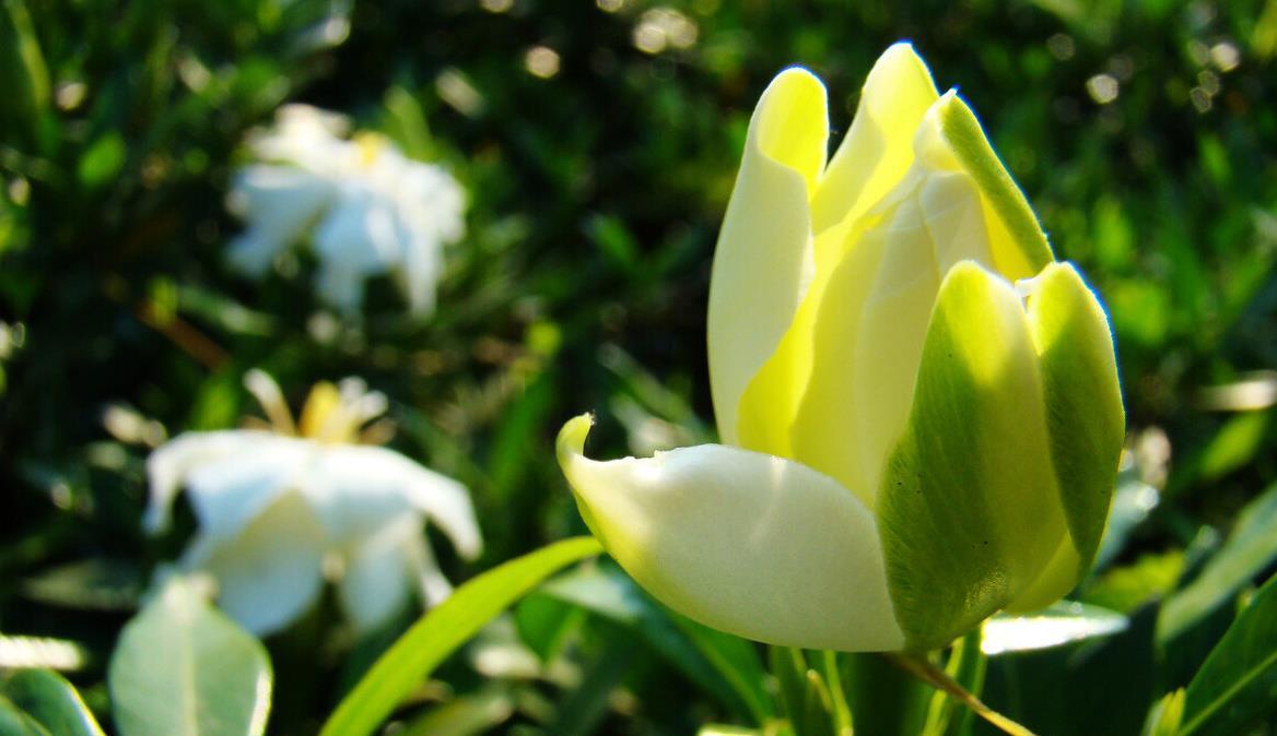 现在养3种花,千万别乱剪,越剪越糟糕