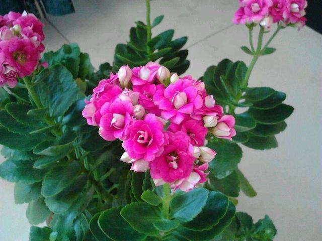 臭臭的却是“养花宝”,盆里用一点,新芽萌发快,不怕养不活!