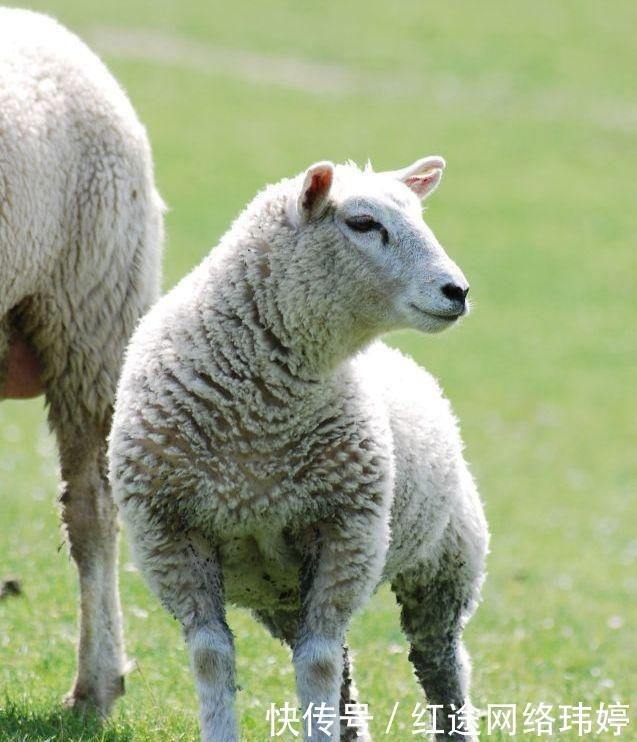 造假者|马未都:见过最残忍的古玩造假,将玉塞进活羊腿内,3年后取出玉