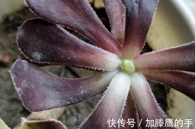 单头肉肉很难看,学会4个方法,变成多头群生,出来状态超美