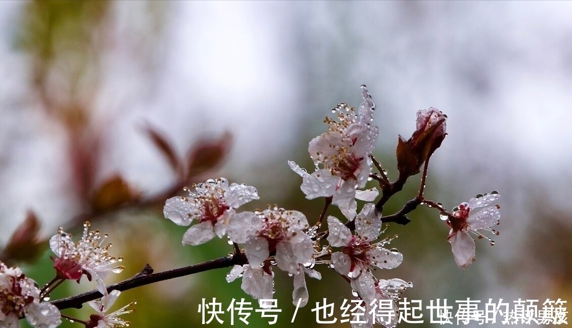 誠齋體!楊萬里在小雨中寫的一首詩,幽默風趣,把自然之美寫得無以倫比