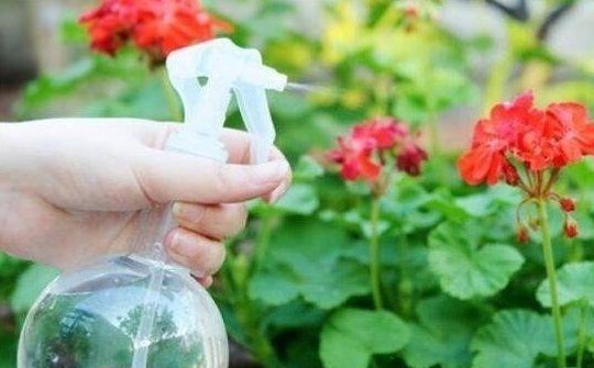 小黑飞|“洗衣粉”养花有奇效1周后,叶绿花大,满屋子飘香,养啥都旺