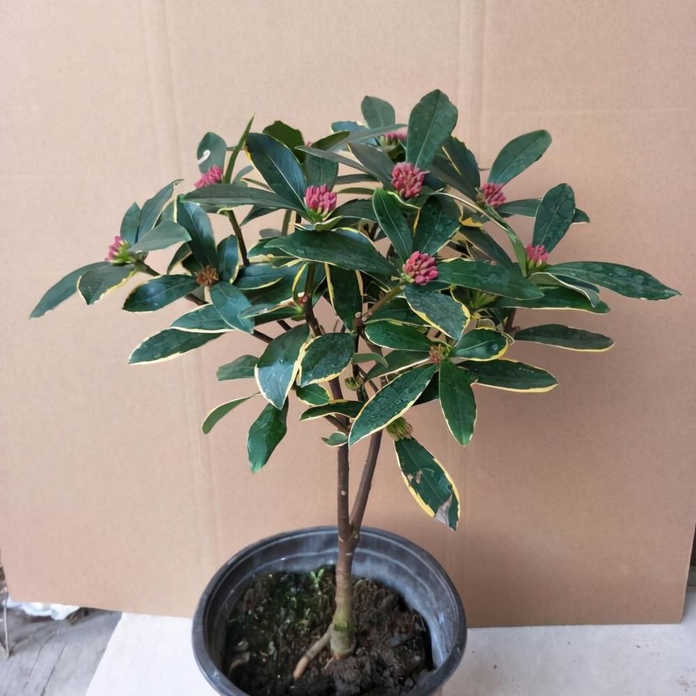 花朵|2种花特别适合冬天养,天气越冷花朵越鲜艳,状态比春天的花都美