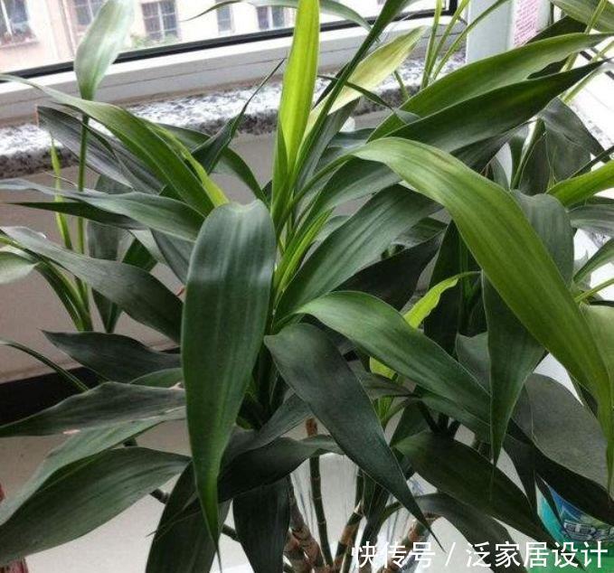 竹报平安|家里养5种花,不仅好养,而且寓意好,富贵养人,旺财旺运