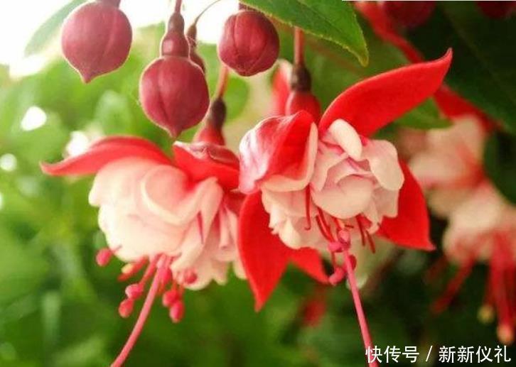 全年|最受欢迎的3种花,全年开花不停,花色艳丽,花开枝繁叶茂,美