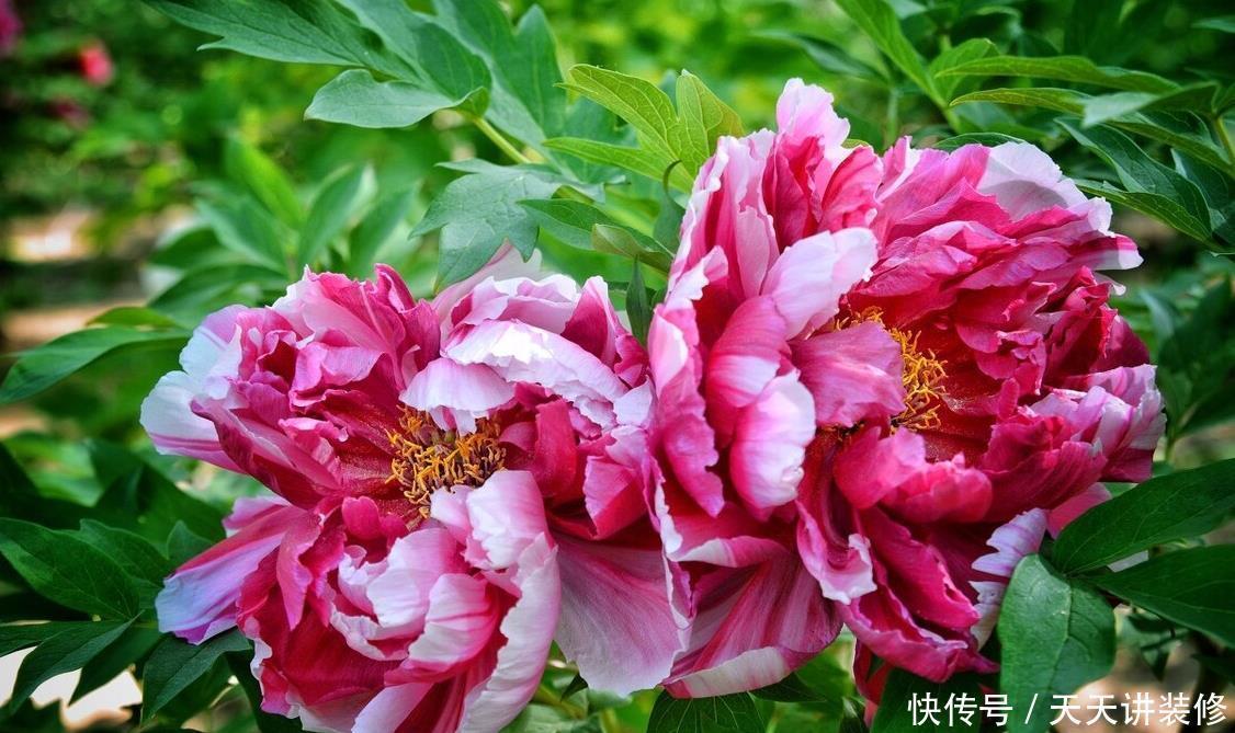 家中若有带院子的房子，建议栽种3种观赏树，小投入，大收获