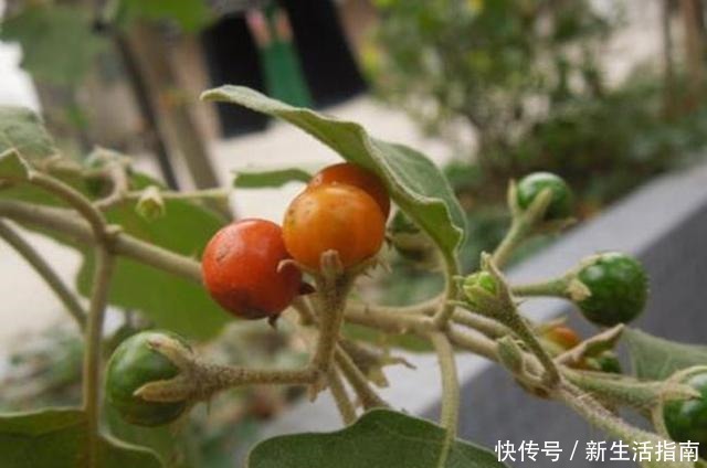 山沟沟一种野草名叫“刺天茄”,繁殖数量快价值高,遇到珍惜!