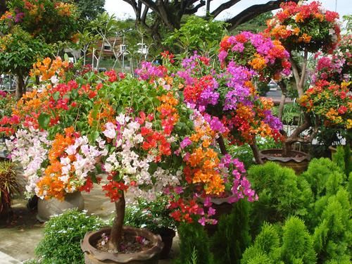 三角梅开败了?狠狠心,用3个“高招”,挤满新枝芽,又爆二茬花