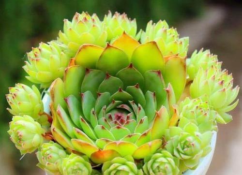 冬天养多肉,掌握3个小技巧,叶片肥厚有光泽,养成群生小老桩!