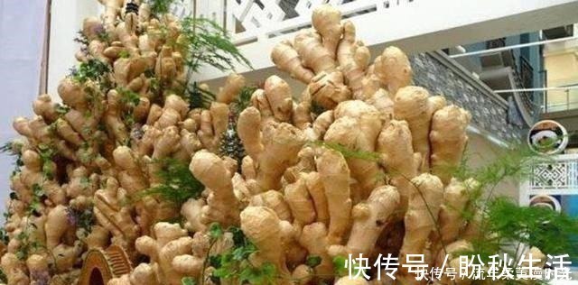 花盆|1块生姜放盆里,长出一片姜,只用了1个方法,2年都吃不完