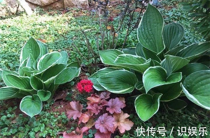 伤口|秋天给花铲一锹,一盆变五盆,根本不用扦插!