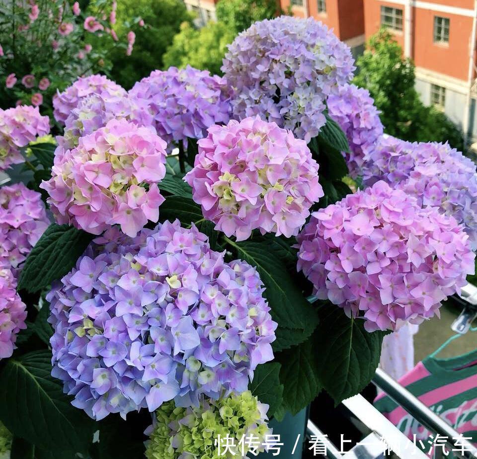 6种富贵花,冬天爱“装死”,好好“伺候着”,来年繁花多几倍