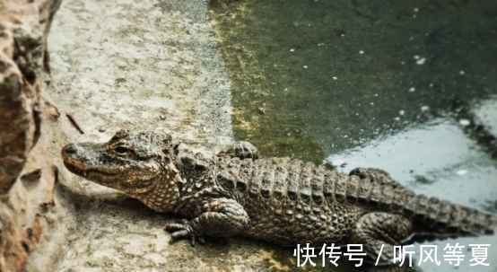 洞穴&营川坠龙事件、婆罗洲游龙事件,这些事件能证明龙的存在吗?