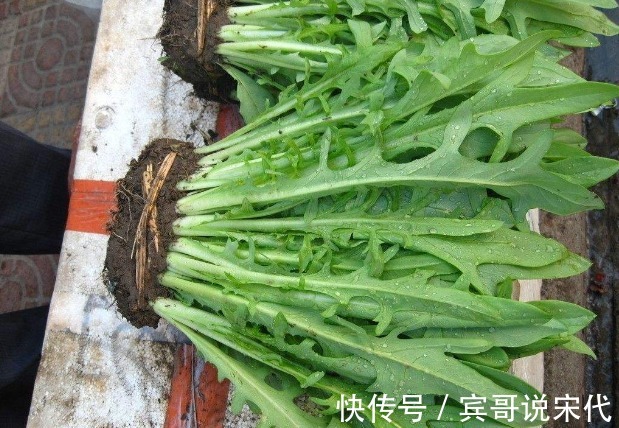 苦麻菜|生活中“最苦”的三个蔬菜，营养价值却很高，可惜很多人不喜欢吃