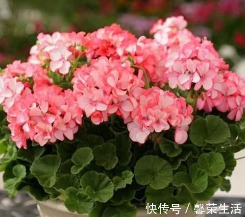4种福运花,好养开花漂亮,一开就是300天,你养了吗
